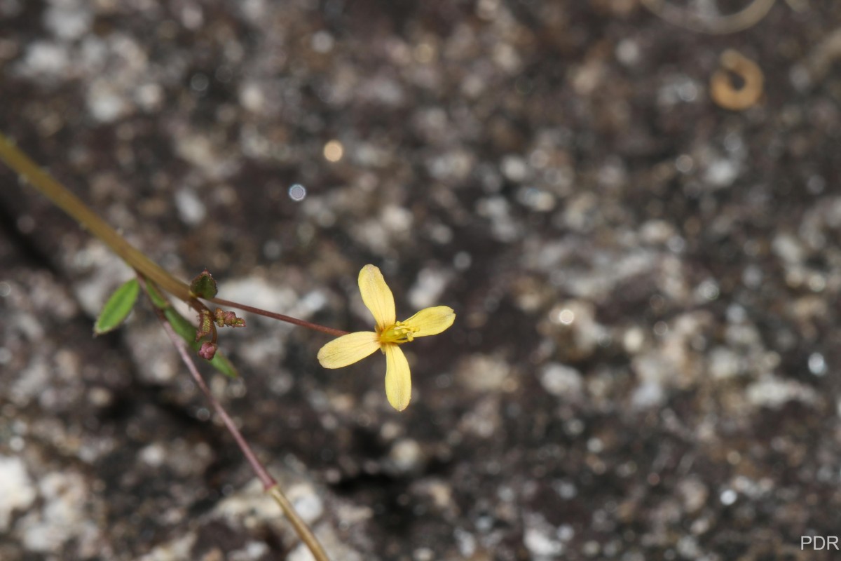 Cleome aspera J.Koenig ex DC.